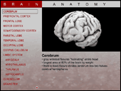 Brain Anatomy